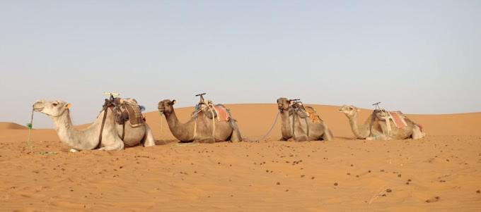 Kasbah Hotel Panorama Merzouga Εξωτερικό φωτογραφία